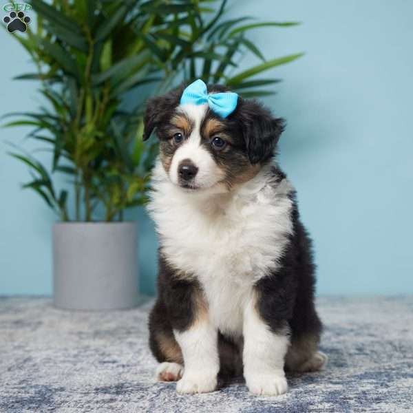 Luke, Miniature Australian Shepherd Puppy